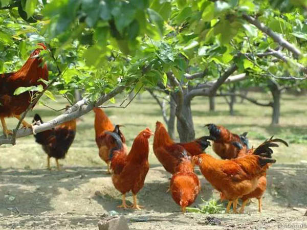 養(yǎng)雞場(chǎng)