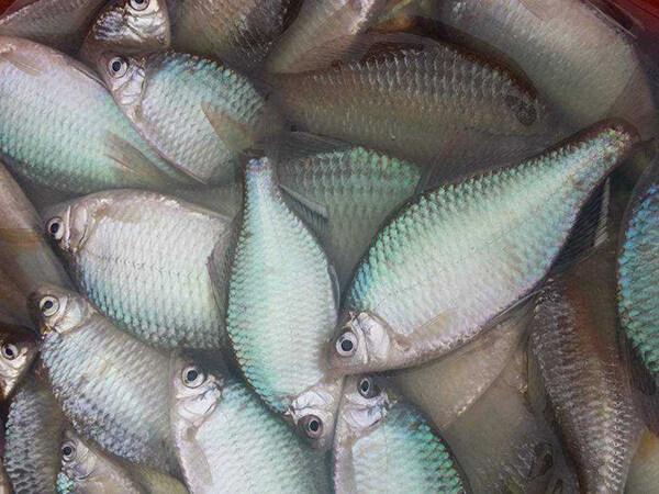 鰱魚(yú)配送