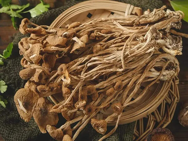 食用菌茶樹(shù)菇配送